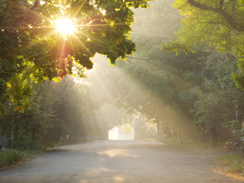 Journey Path Sunset Creation Pilgrimage Road Trees